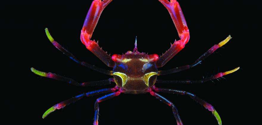 Océan, une plongée insolite - Grande Galerie de l’Évolution